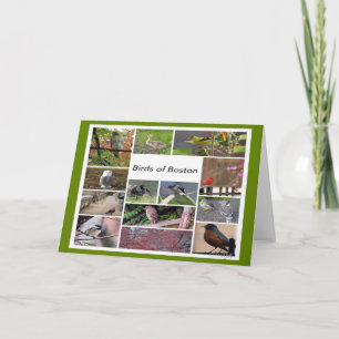 Vögel von Boston FotoCollage Karte