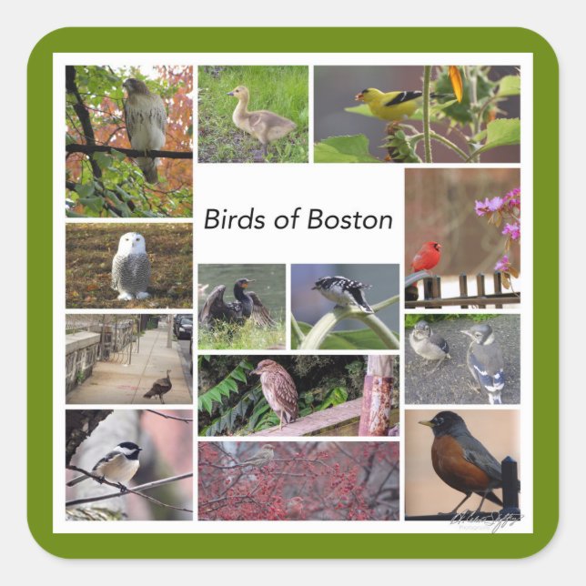 Vögel von Boston FotoCollage Quadratischer Aufkleber (Vorderseite)