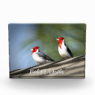 Vögel von gleicher Art Rotschopfkardinale Hawaii Fotoblock