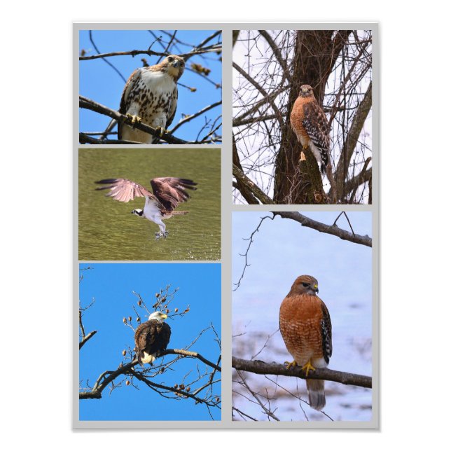 Vögel von Greifvögeln - Collage des Fotos Fotodruck (Vorne)