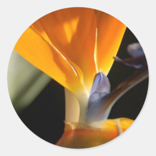 Vogel-Von-Paradies Aufkleber