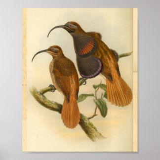 Vögel von Paradise Bird Orange Vintage Farbe Druck Poster