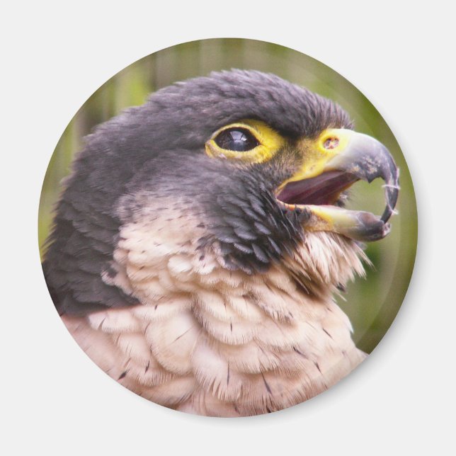 Vogel von Prey Magnet (Vorne)