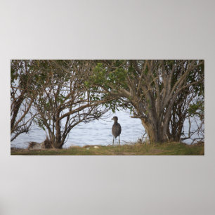 Vogel Wartend Foto Poster