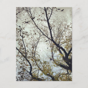 Vögel zwischen Bäumen Postkarte