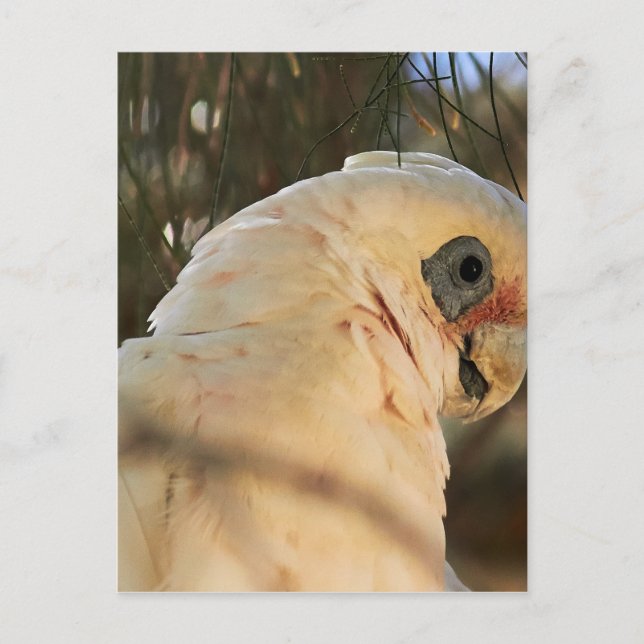 Vogelaugen Postkarte (Vorderseite)