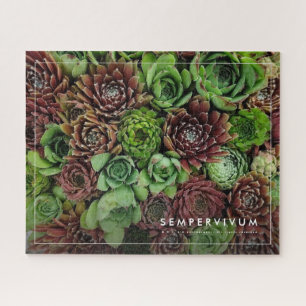Vogelaugensicht von Sempervivum-Pflanze Puzzle