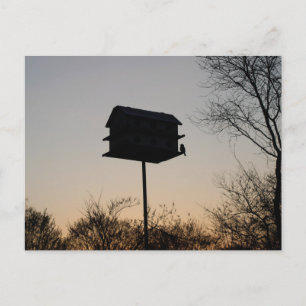 Vogelbaby im Morgengrauen Postkarte