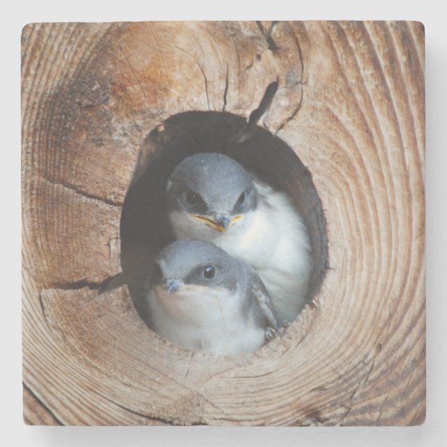Vogelbabys Steinuntersetzer (Vorderseite)