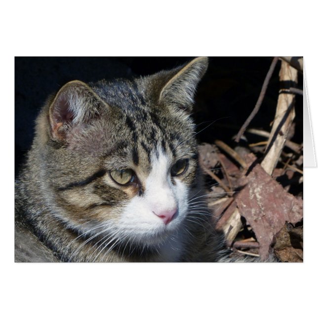 Vogelbeobachtung (Vorderseite (Horizontal))