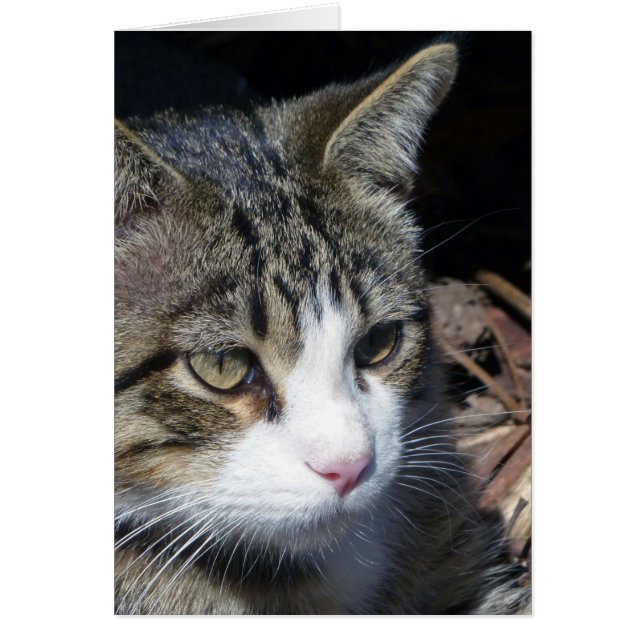 Vogelbeobachtung (Vorne)