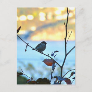 Vogelbeobachtung Postkarte