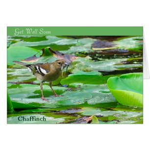 Vogelbild für Wohlfühlkarte