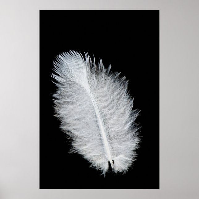 Vogelfeder Poster (Vorne)