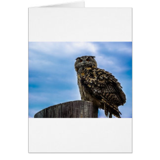 Vogelfedern Tierart zerstören Liebe des Friedens