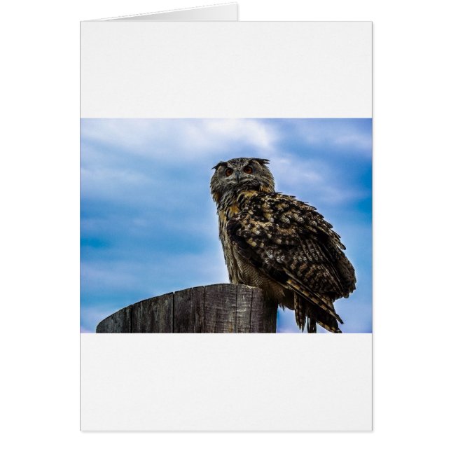 Vogelfedern Tierart zerstören Liebe des Friedens (Vorne)