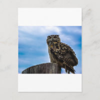 Vogelfedern Tierart zerstören Liebe des Friedens