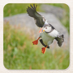 Vogelfliegen-Untersetzer des atlantischen Puffin Rechteckiger Pappuntersetzer