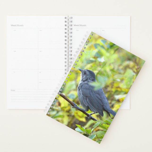 Vogelfoto-Planer Planer (Anzeige)