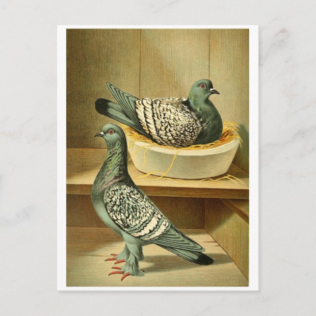 Vogelfotos Postkarten online Postkarten (Vorderseite)
