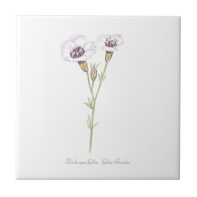 Vogelgesicht-Gilia-Aquarell Fliese (Vorderseite)