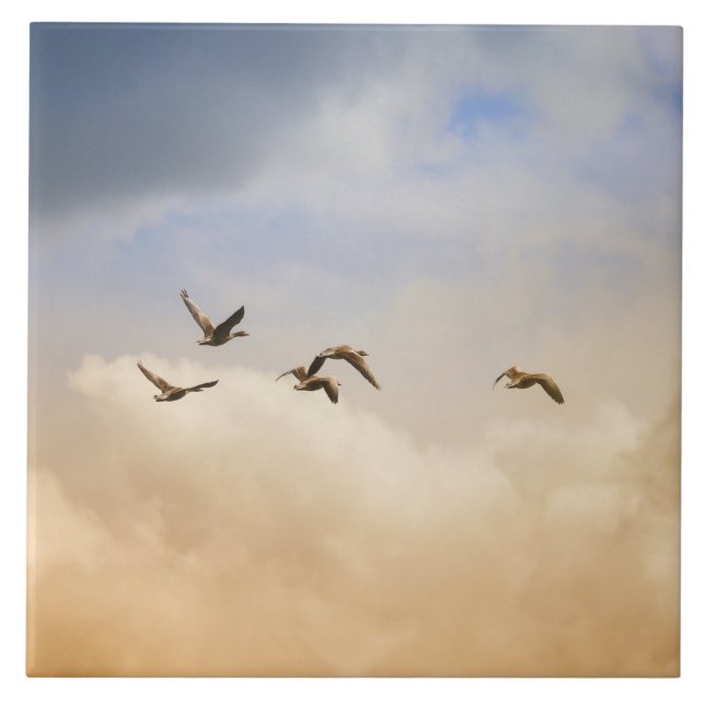Vogelgrippe im Flug Fliese (Vorderseite)