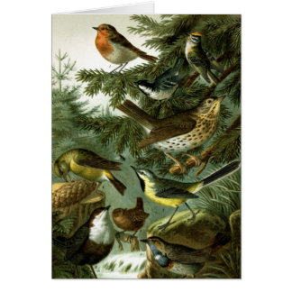 Vogelgruppe 3