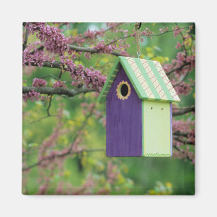 Vogelhaus auf einem Judasbaum Magnet
