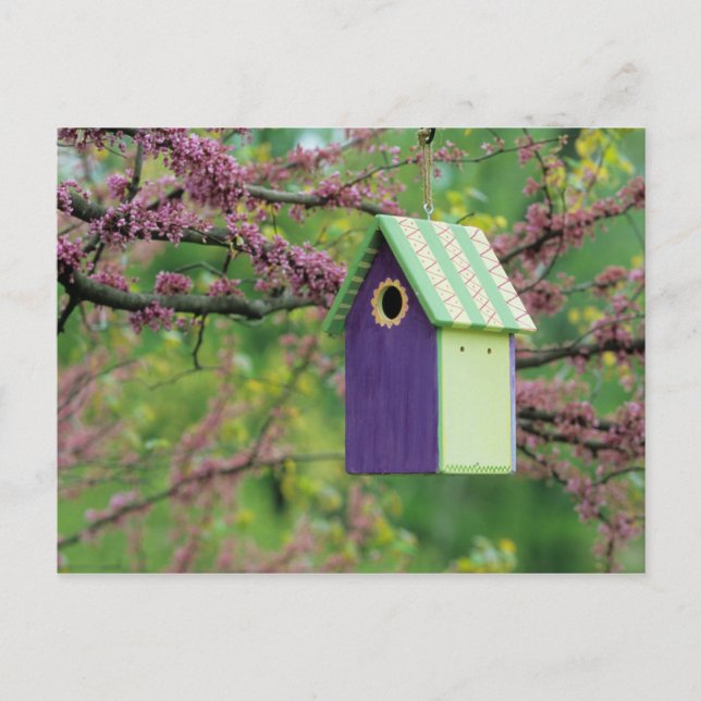 Vogelhaus auf einem Redbud Baum Postkarte (Vorderseite)