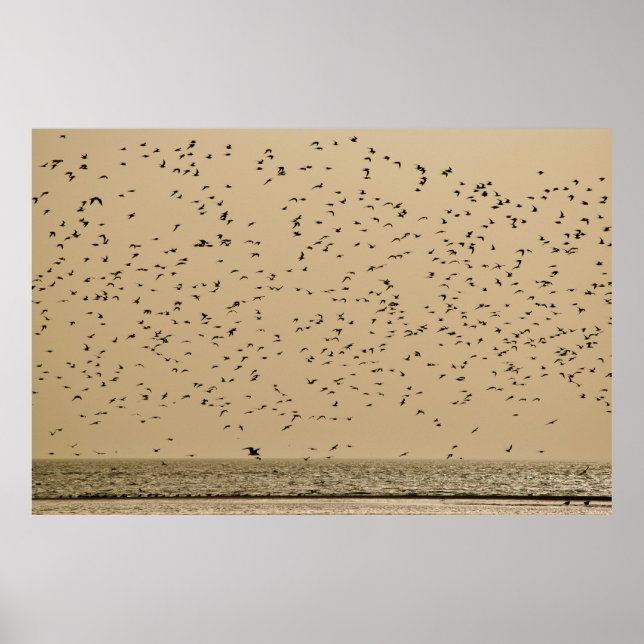 Vogelinsel Poster (Vorne)