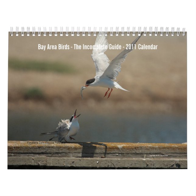 Vogelkalender 2011 im Gebiet der Bucht Kalender (Titelbild)