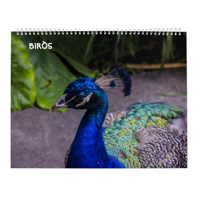 Vogelkalender Kalender (Titelbild)