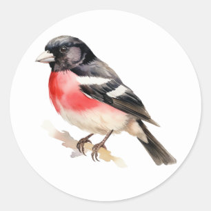 Vogelkleber, Rose-gezüchteter Grosbeak Runder Aufkleber