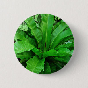 Vogelnest Fern Button