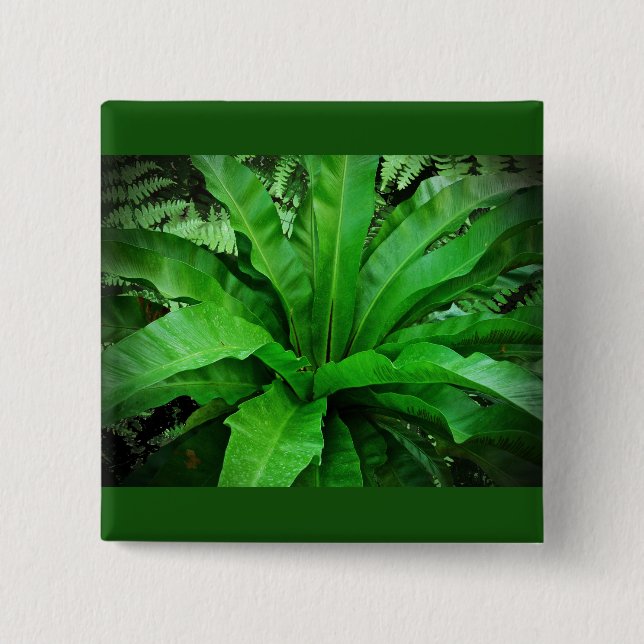 Vogelnest Fern Button (Vorderseite)