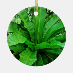 Vogelnest Fern Keramikornament