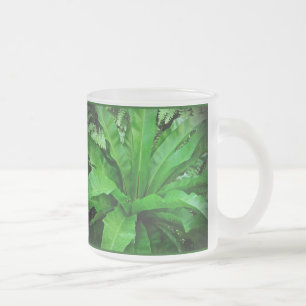 Vogelnest Fern Mattglastasse
