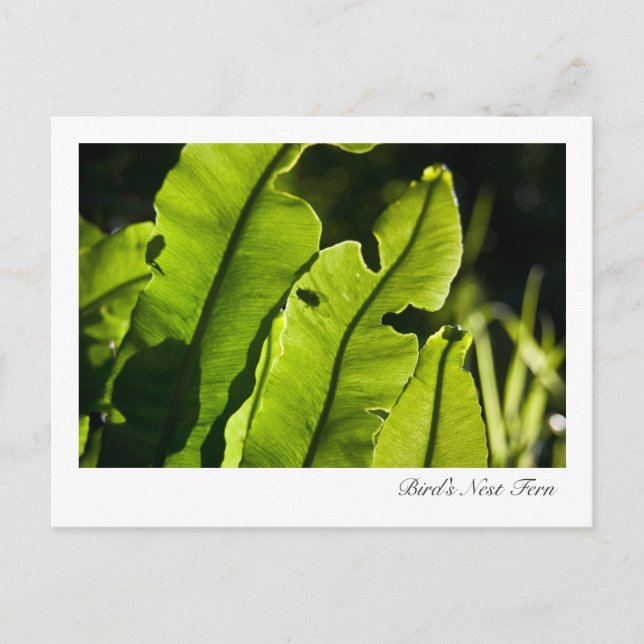 Vogelnest-Fern-Postkarte Postkarte (Vorderseite)