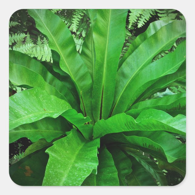 Vogelnest Fern Quadratischer Aufkleber (Vorderseite)