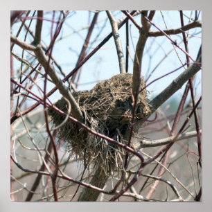 Vogelnest im Frühjahr Poster
