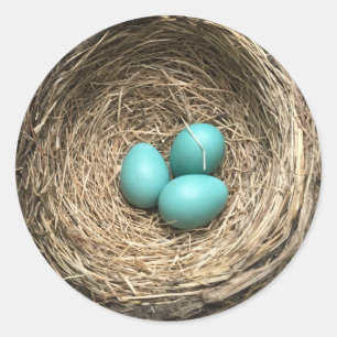 Vogelnest mit blauen Eiern Runder Aufkleber