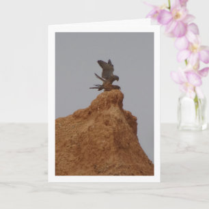 Vogelpaarung, Falco Tinnunculus Karte