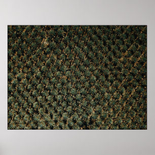 Vogelperspektivfotografie von Palmen Poster