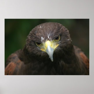 Vogelplakat 13 poster