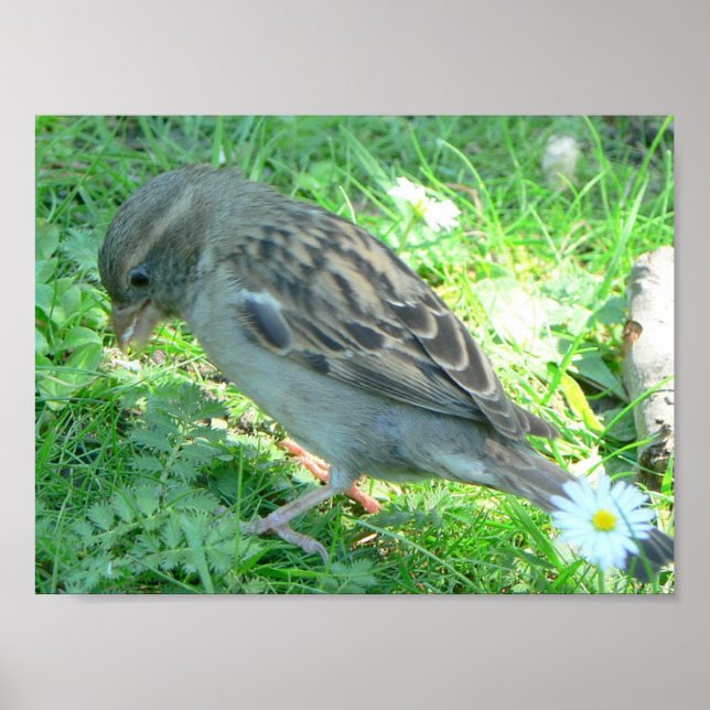 Vogelplakat Poster (Vorne)