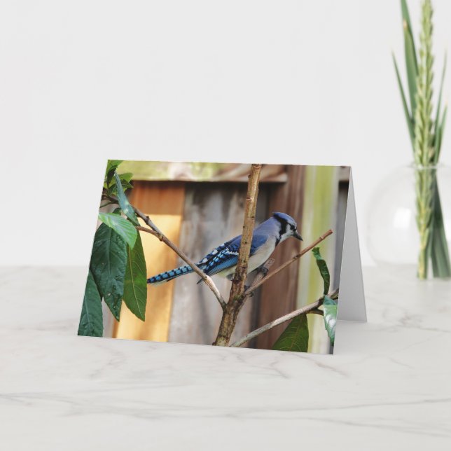 Vogelsammlung: Blaue Jay (Blankonotizen) Karte (Vorderseite)