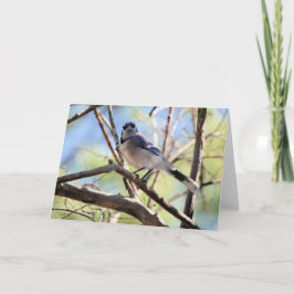Vogelsammlung: Blaue Jay (Blankonotizen) Karte