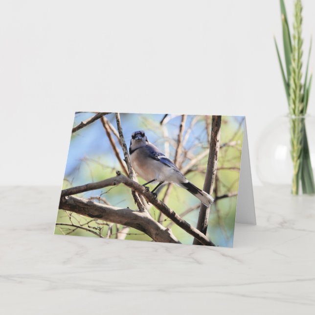 Vogelsammlung: Blaue Jay (Blankonotizen) Karte (Vorderseite)