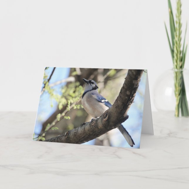 Vogelsammlung: Blaue Jay (Blankonotizen) Karte (Vorderseite)