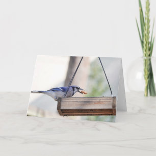 Vogelsammlung: Blaue Jay (Blankonotizen) Karte